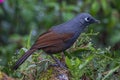 Sunda laughingthrush (Garrulax palliatus) is a species of birds at tropical moist montane forests