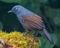 Sunda laughingthrush (Garrulax palliatus) is a species of birds at tropical moist montane forests