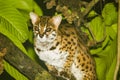 Sunda leopard cat Prionailurus javanensis in the Borneo jungle of Kinabatangan River in Sabah, Malaysia.
