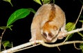 Sunda loris nycticebus coucang Royalty Free Stock Photo