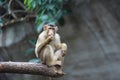 Sunda pig-tailed macaque Royalty Free Stock Photo