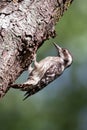 Sunda Pygmy Woodpecker Royalty Free Stock Photo