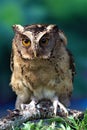 Sunda scops owl