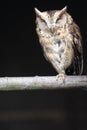 Sunda scops owl