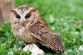 A sunda scops owl at ground