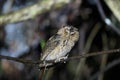 Sunda scops owl in Sabah, Borneo Malaysia