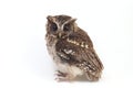 The Sunda scops owl Otus lempiji is a small brown owl that is speckled with black on the upper parts and streaked with black on