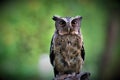 sunda scops owl, posing with a beautiful gaze, standing on wood, on a green background.