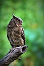 sunda scops owl, posing with a beautiful gaze, standing on wood, on a green background.