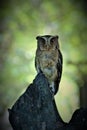 sunda scops owl, posing with a beautiful gaze, standing on wood, on a green background.