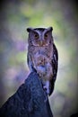 sunda scops owl, posing with a beautiful gaze, standing on wood, on a green background.