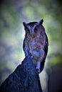 sunda scops owl, posing with a beautiful gaze, standing on wood, on a green background.