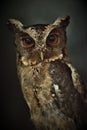 Sunda scops owl