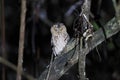 Sunda scops owl in Sabah, Borneo Malaysia