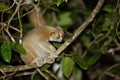 Sunda slow loris Royalty Free Stock Photo