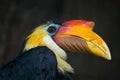 Sunda wrinkled hornbill (Aceros corrugatus).