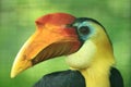 Sunda wrinkled hornbill Royalty Free Stock Photo