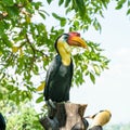 Sunda Wrinkled Hornbill in Thailand Royalty Free Stock Photo