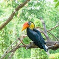 Sunda Wrinkled Hornbill in Thailand Royalty Free Stock Photo