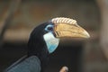 Sunda wrinkled hornbill Royalty Free Stock Photo