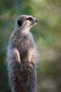 Sundappled Meerkat