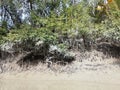 Sundarban forest inside natural forest