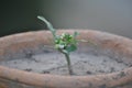 Sundarban Fresh Round Red Chilli plant Royalty Free Stock Photo