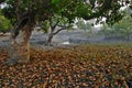 Sundarban in India