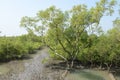 Sundarban Of India