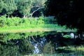 Sundarban Mangrove forest