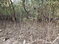 Sundarban mangrove jungle with breathing root& x27;s of West Bengal , India