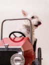 Sunday Driver - Dog driving car Royalty Free Stock Photo