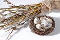 Sunday Easter background, quail eggs in a nest and a bunch of web twigs with fluffy buds on white, minimalism Royalty Free Stock Photo