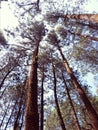 The peacefully in the pine forest