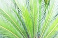 Palm sunday concept: Palm Branches background