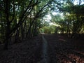 Sunday walk through the forest near Geesthacht Royalty Free Stock Photo