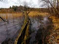 Sunday walk through the forest near Seedorf Royalty Free Stock Photo