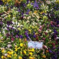 Sunder Nursery is a 16th century heritage park complex situated near Humayun`s Tomb in New Delhi India. These colorful flowers