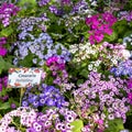 Sunder Nursery is a 16th century heritage park complex situated near Humayun`s Tomb in New Delhi India. These colorful flowers