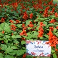 Sunder Nursery is a 16th century heritage park complex situated near Humayun`s Tomb in New Delhi India. These colorful flowers