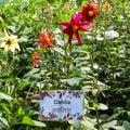 Sunder Nursery is a 16th century heritage park complex situated near Humayun`s Tomb in New Delhi India. These colorful flowers