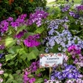 Sunder Nursery is a 16th century heritage park complex situated near Humayun`s Tomb in New Delhi India. These colorful flowers