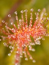 Sundew