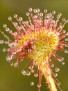 Sundew