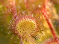 Sundew