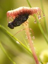 Sundew