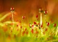 Sundew