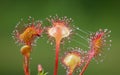 Sundew