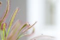 Sundew carnivorous plant close-up Royalty Free Stock Photo