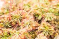 Sundew (Carnivorous Plant) Royalty Free Stock Photo